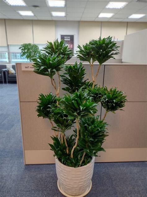 阿波羅 植物